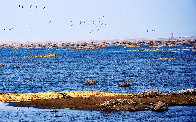 青土湖